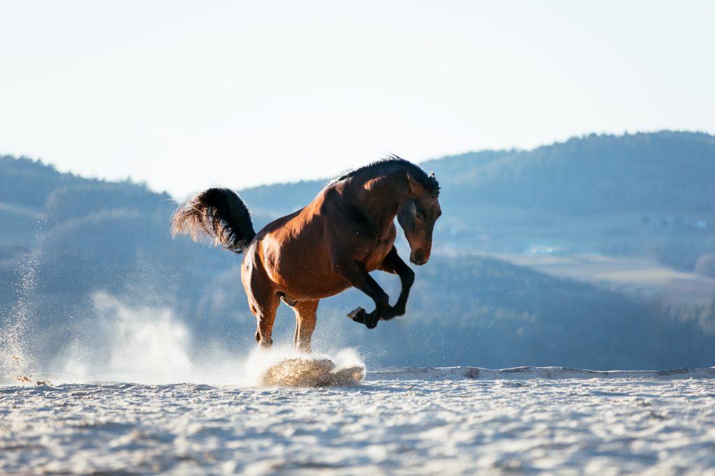 Pferd im Galopp – Pferdefotografie Oberösterreich