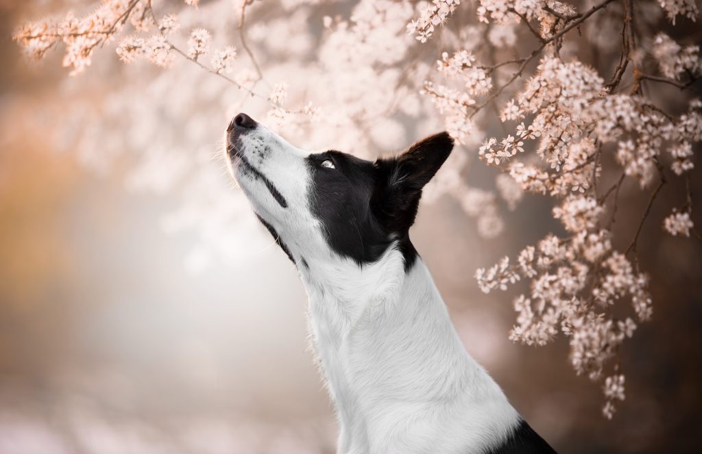 Bordercollie unter Kirschblütenbaum