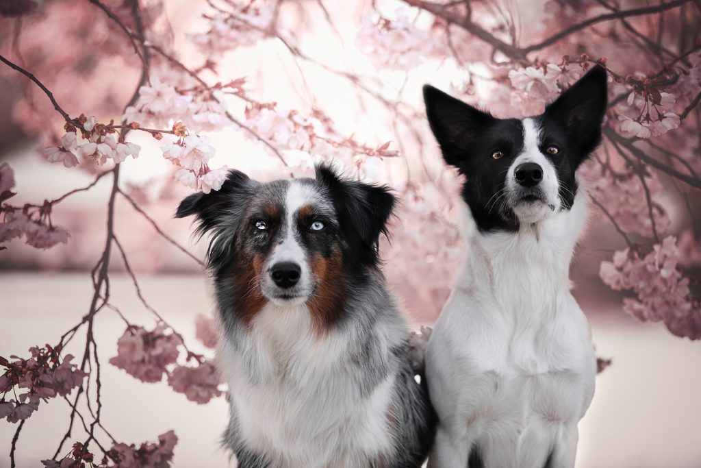 Zwei Hunde unter Blüten – Hundefotograf Linz & Oberösterreich