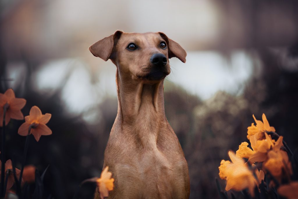 Hund im Herbstlaub – Hundefotograf Linz & Oberösterreich
