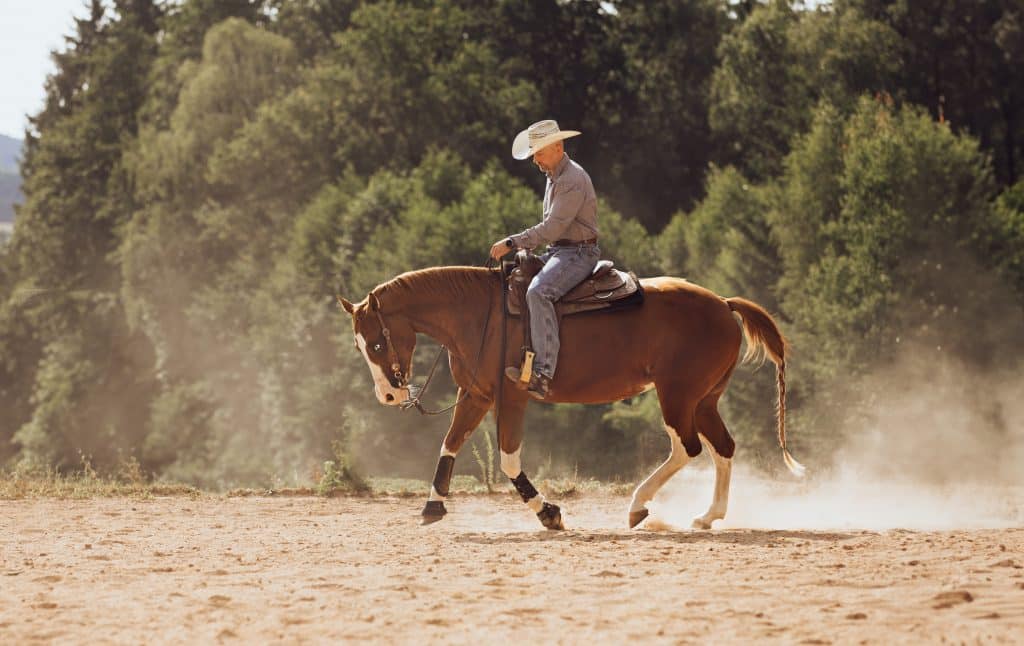 Westernpferd im Galopp mit Reiter – Reining Fotografie Österreich